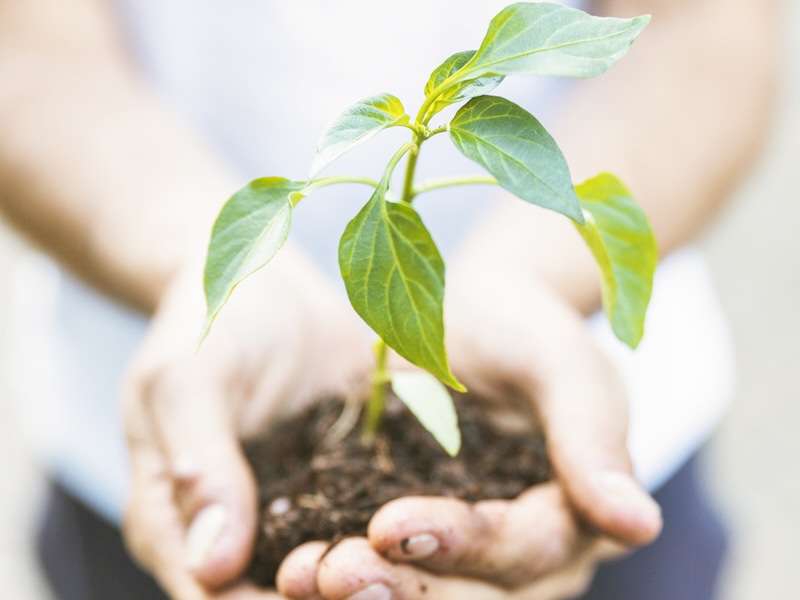 LevGo Planted 6500 Trees in 2019