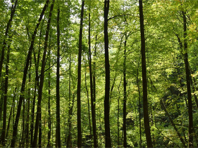 LevGo is FSC Certified