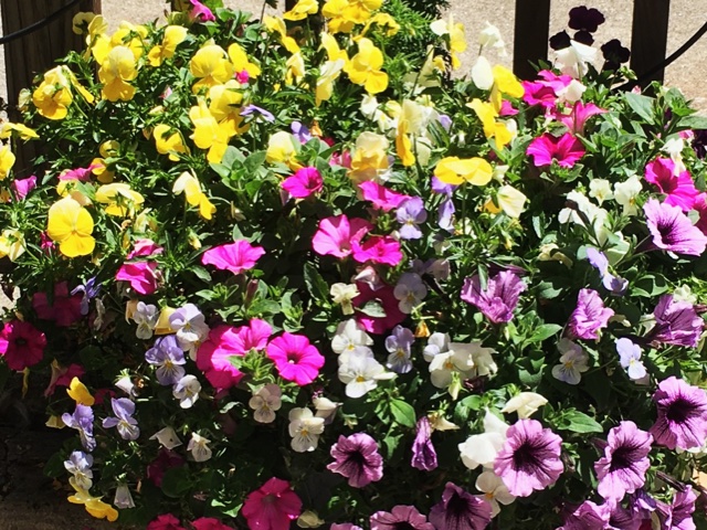 LevGo - Community Beautification 